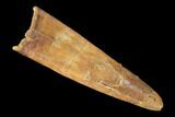 Fossil Pterosaur (Siroccopteryx) Tooth - Morocco #145200-1
